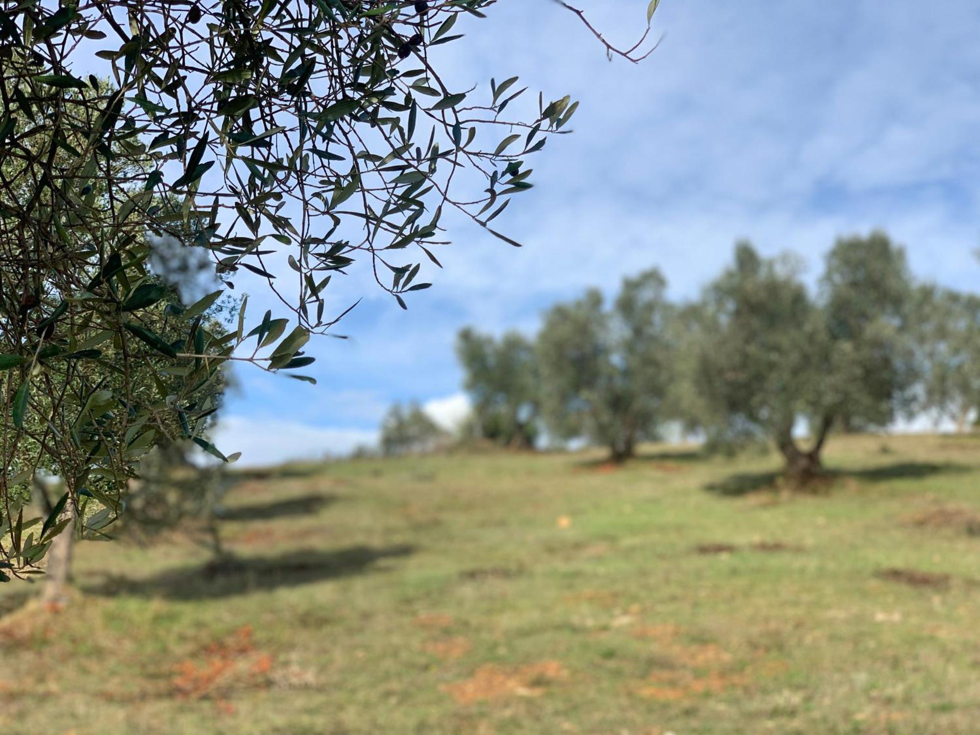 Agriturismo Poggio Falco Batignano Extérieur photo