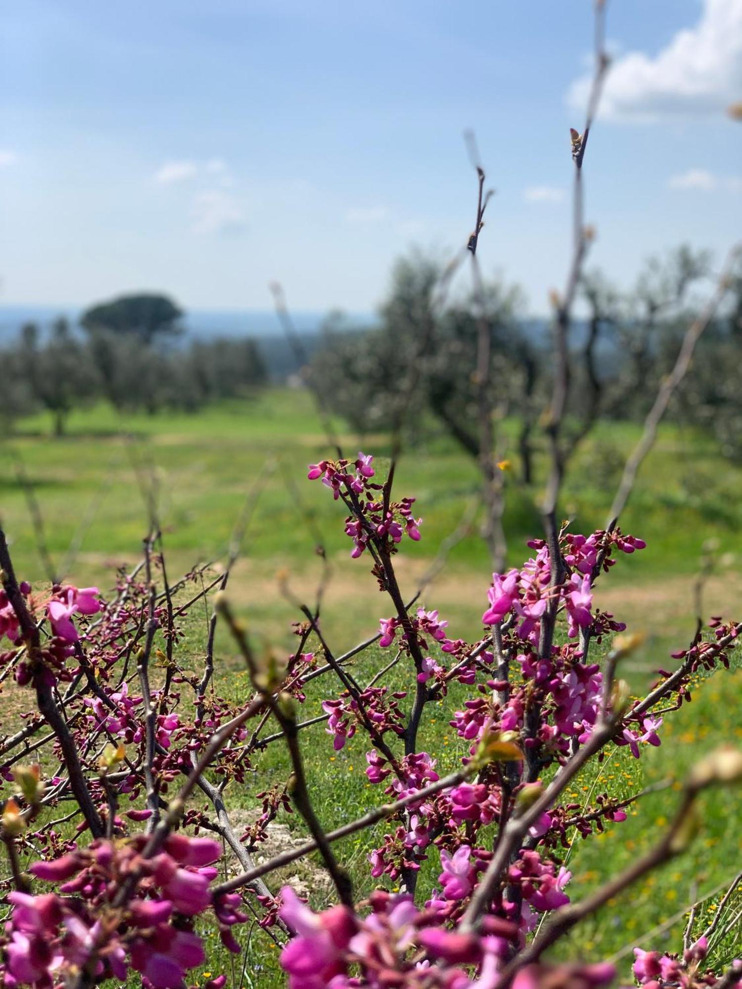 Agriturismo Poggio Falco Batignano Extérieur photo